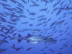 Great barracuda (Sphyraena barracuda), shoal, Umma Gammar reef, Red Sea, Egypt, Africa