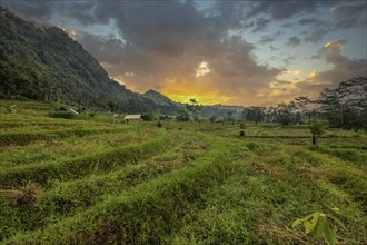 The green side of Bali, green rice terraces in the original Bali. Rice cultivation in the midst of