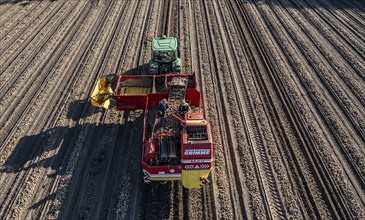 Potato harvesting, so-called split harvesting method, first the tubers are taken out of the ground