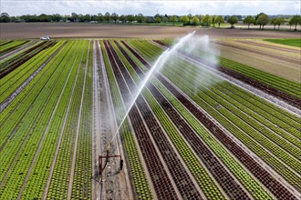 A field is artificially irrigated, water is sprayed onto the field via an irrigation system, field