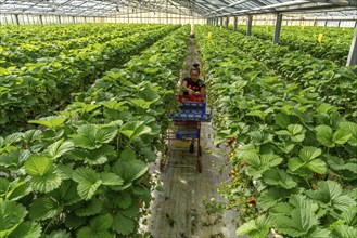 Harvesting strawberries, harvest helper, strawberry cultivation in the greenhouse, young strawberry