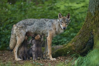 Gray wolf (Canis lupus) suckling its pups in the forest, surrounded by lush greenery and trees,