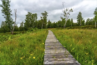 Bohlenweg, in the Struffelt nature reserve, near Roetgen-Rott, part of the Eifelsteig long-distance