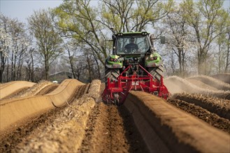 A farmer builds asparagus ridges on a field with the help of an asparagus tiller, in which the