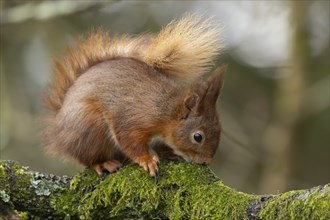 Red squirrel (Sciurus vulgaris) adult animal eating moss on a tree branch in a forest, Yorkshire,