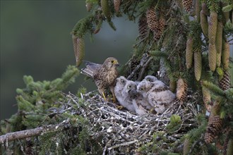 Common kestrel (Falco tinnunculus) at the nest with young birds, Daun, Eifel, Rhineland-Palatinate,