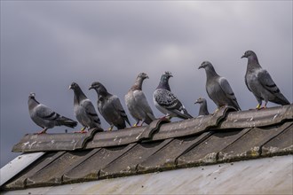 Carrier pigeons, on a pigeon loft, pigeon fancier, Mülheim, North Rhine-Westphalia, Germany, Europe