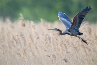 Purple heron (Ardea purpurea) in flight, Baden-Württemberg, Germany, Europe