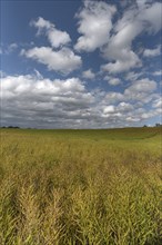 Ripe rape field (Brassica napus), cloudy sky Mecklenburg-Vorpommern, Germany, Europe