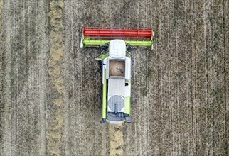 Aerial view of combine harvester harvesting grain on an organic farm, Müncheberg, 28/07/2020