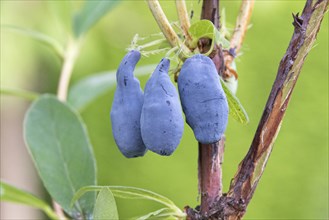 Siberian blueberry (Lonicera cÃ¤rulea 'Siniczka'), White-barked Himalayan birch (Betula utilis