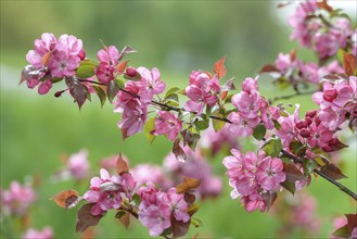 Ornamental apple (Malus 'Rudolph'), GolÃŸen, Brandenburg, Germany, Europe