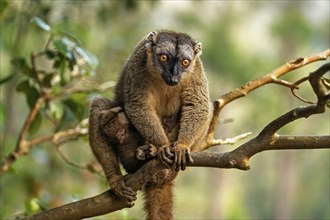 Southern red-fronted brown lemur (Eulemur rufifrons) with baby at Lemur Island near Andasibe,