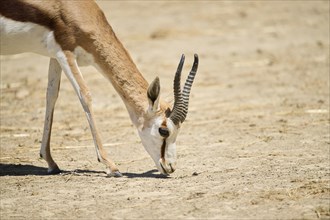 Springbok (Antidorcas marsupialis), portrait, captive, distribution Africa