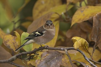 European chaffinch (Fringilla coelebs) adult male bird amongst autumn leaves of a garden Magnolia