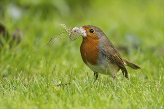 European robin (Erithacus rubecula) adult bird with nesting material in its beak on a garden grass