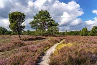 Heather blossom of the heather, in the Büsenbach valley, Lüneburg Heath nature reserve, Lower