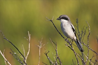 Loggerhead shrike (Lanius ludovicianus), Venice Landfill, Venice, Florida, USA, North America