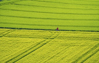 Cereal fields in spring, still green and fresh in growth, field path, cyclist, North