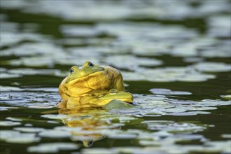 Bull frogs Lithobates catesbeianus. Male bull frogs fighting during the breeding season. La