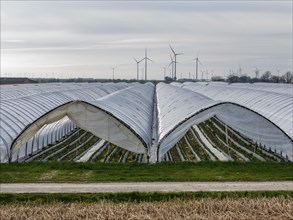 Open field strawberry cultivation in a foil greenhouse, young strawberry plants growing, near