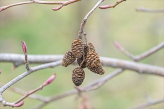 Red alder (Alnus rubra), Cambridge Botanical Garden, Germany, Europe