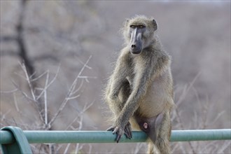 Chacma baboon (Papio ursinus), adult male, looking at camera, sitting on the guardrail of the