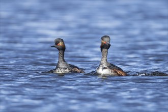 Black necked grebe (Podiceps nigricollis) two adult birds in breeding plumage swimming parallel