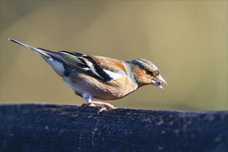 Male of Chaffinch, Fringilla coelebs, bird in forest at winter sun