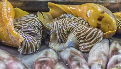 Sea snail with brown stripes on the market