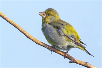 Greenfinch, Greenfinch, European Greenfinch, Western Greenfinch, Carduelis chloris, (Chloris