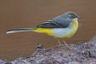 Grey wagtail (Motacilla cinerea), Bergeronnette des ruisseaux, Lavandera Cascadena, mountain