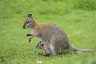 Close-up of a tammar wallaby (Macropus eugenii) mother with her youngster on a meadow in spring