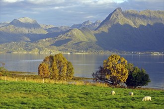 Sheep on a green meadow, fjord, autumn, Vesteralen, Sortland, Norway, Europe