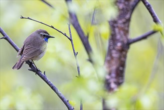 Red-throated Bluethroat or Tundra Bluethroat (Luscinia svecica), adult male sitting on a branch,