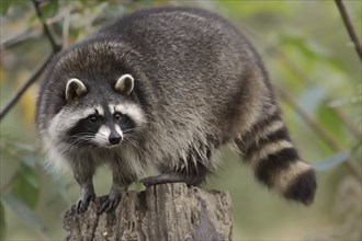 Raccoon (Procyon lotor), Hesse, Germany, Europe