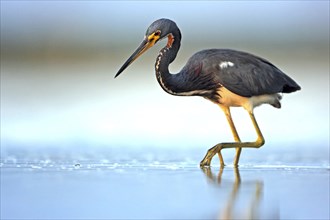 Tricolored heron (Egretta tricolor), foraging, Ft. De Soto Park, Sanibel Island, Florida, USA,