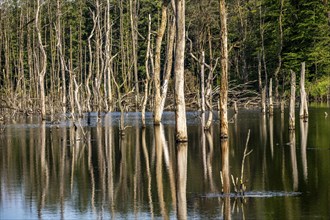 The Pfingstsee in the Kirchheller Heide, near the Heidhof, in the nature reserve Kirchheller Heide,