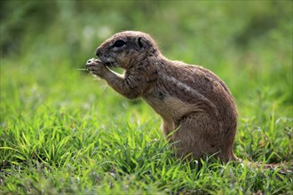 Cape ground squirrel (Xerus inauris), adult, alert, feeding, Mountain Zebra National Park, Eastern