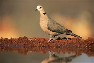 Red-eyed dove (Streptopelia semitorquata), Red-eyed Dove adult, at the water, Kruger National Park,