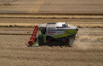 Agriculture, grain harvest, wheat, combine harvester harvesting in a wheat field, near