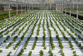 Agriculture, herb nursery, basil seedlings, growing in a greenhouse