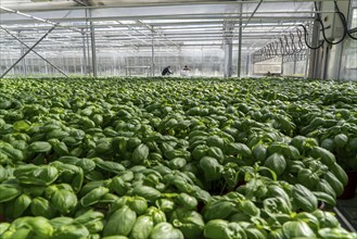 Agriculture, herb gardening, basil plants in pots, in a greenhouse