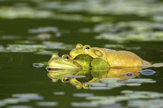 Bull frogs. Lithobates catesbeianus. Bull frogs mating. La Mauricie national park. Province of