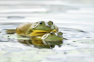 Bull frogs. Lithobates catesbeianus. Bull frogs mating. La Mauricie national park. Province of