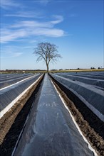 Agriculture on the Lower Rhine, early season, asparagus cultivation in spring, under plastic