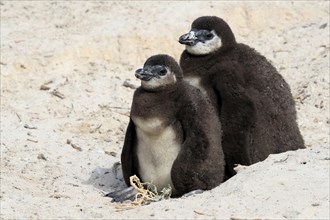 African penguin (Spheniscus demersus), two juveniles, Boulders Beach, Simonstown, Western Cape,