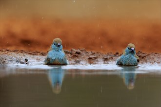 Angolan butterfly finch (Uraeginthus angolensis), blue-eared butterfly finch, adult, two birds, at