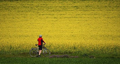 Country road at a blooming rape field, cyclist, landscape near Mülheim an der Ruhr, Germany, Europe