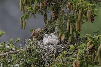 Common kestrel (Falco tinnunculus), female adult bird, bringing a mouse to the nest of young birds